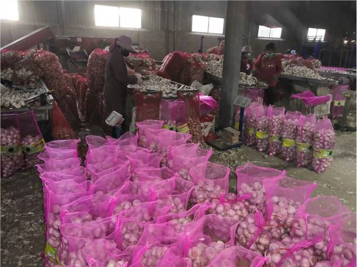 2021 Fresh Garlic Sold To Indonesia Market Normal White Garlic GAP Factory