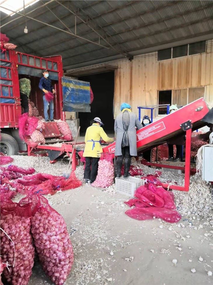 2021 Fresh Garlic Sold To Indonesia Market Normal White Garlic GAP Factory