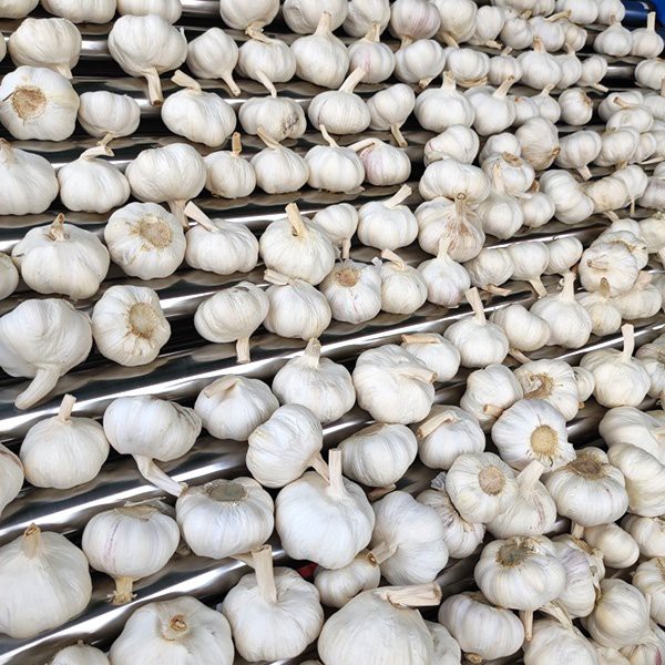 Chinese Normal Vegetable Frozen Fresh Green Garlic Sprouts Shoots