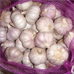 Fresh Organic Red Garlic
