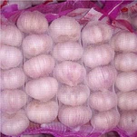 Fresh Purple Garlic Manufacturer