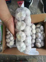 Normal White Garlic 1kg*10/ Carton Packing