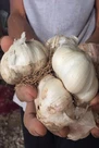 Largest Garlic in The World