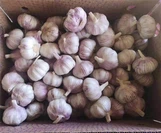 Garlic Wholesales: Normal White Garlic 10 Kilos 1 Box